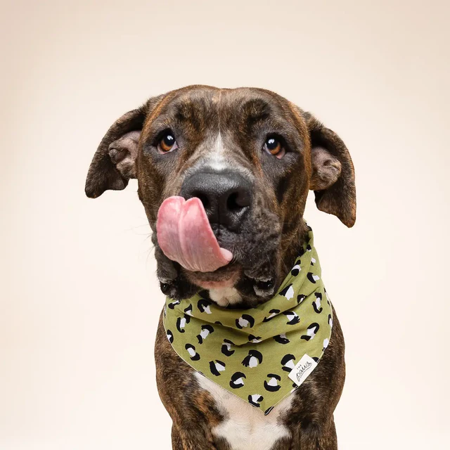 Bandana panthère kaki pour chien – Image 3