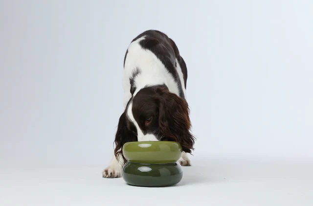 Gamelle confortable verte pour chien – Image 3