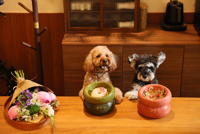 Gamelle confortable verte pour chien – Image 4